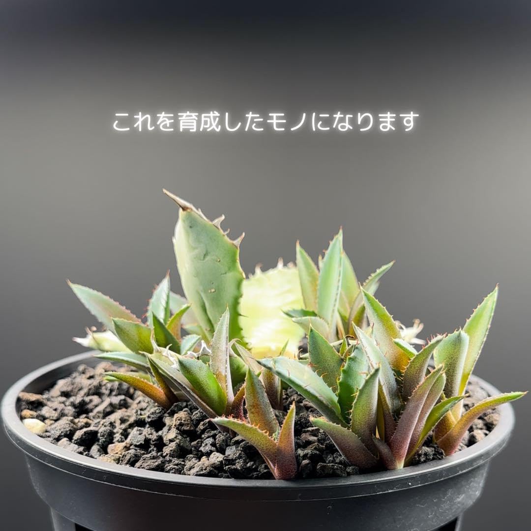 アガベ チタノタ×コンフェデレートローズ ハイブリッド 2株 アガベ チタノタ×コンフェデレートローズ ハイブリッド 2株